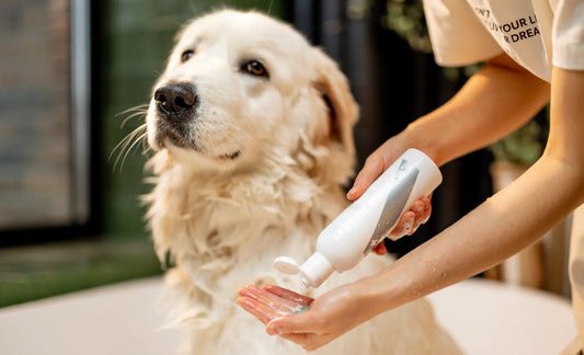 The Importance of Choosing the Right Products for Your Pets